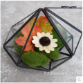 Terrario in vetro per piante aperte a forma di sfera pentagonale